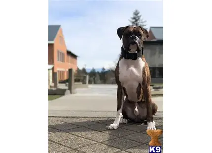 Boxer