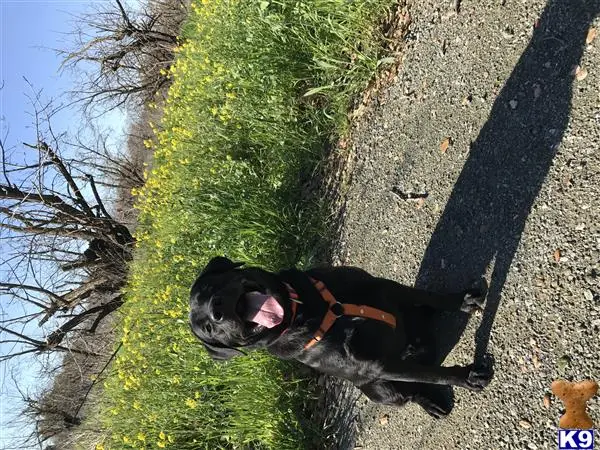 Labrador Retriever stud dog