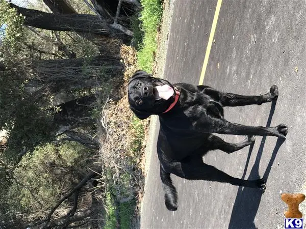 Labrador Retriever stud dog