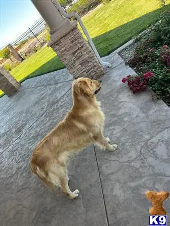 Golden Retriever stud dog