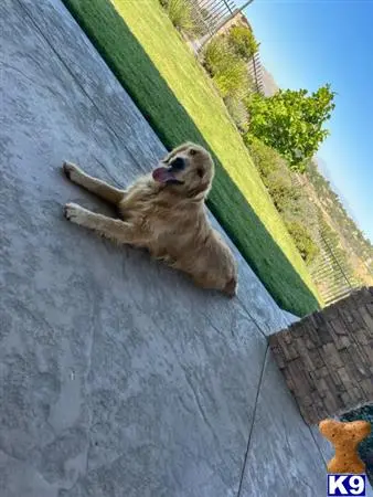 Golden Retriever stud dog