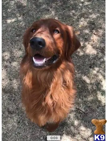 Golden Retriever stud dog