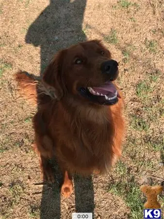 Golden Retriever stud dog