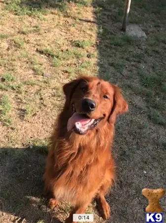 Golden Retriever stud dog