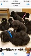 newfoundland puppy posted by briansgoldens