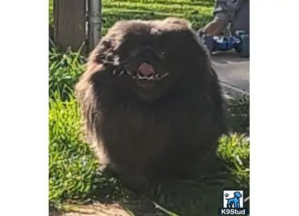 Pekingese