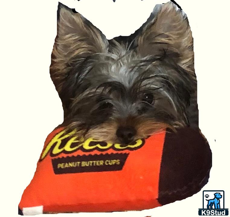 a yorkshire terrier dog wearing a garment
