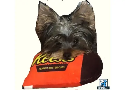a yorkshire terrier dog wearing a garment