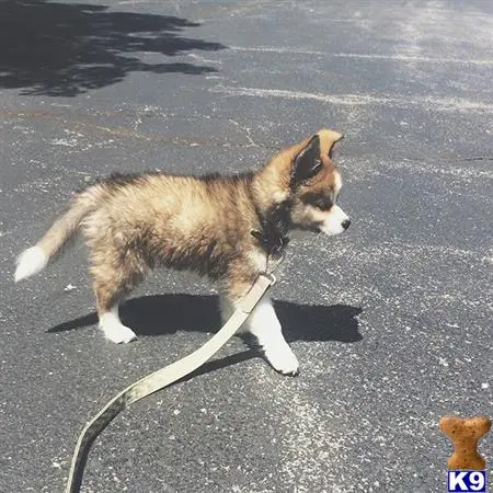 Siberian Husky puppy for sale