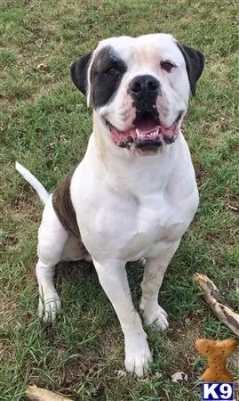 American Bulldog stud dog