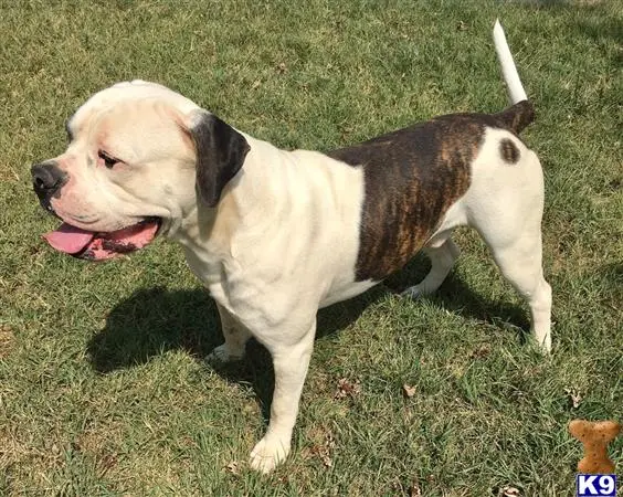 American Bulldog stud dog