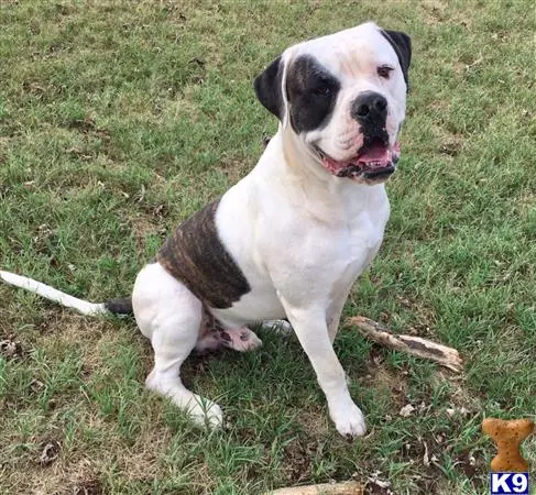 American Bulldog stud dog