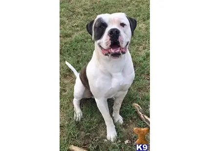a american bulldog dog sitting on grass