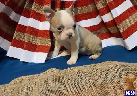 Boston Terrier puppy for sale