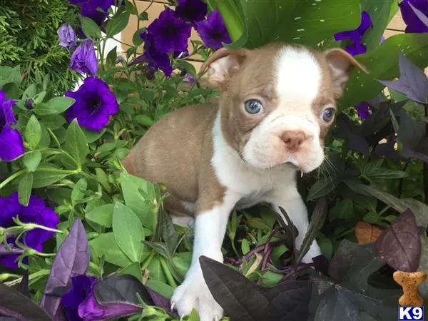 Boston Terrier puppy for sale