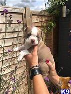 boston terrier puppy posted by bridgettemoore