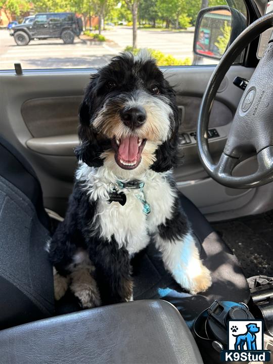 a bernedoodle dog sitting in a car