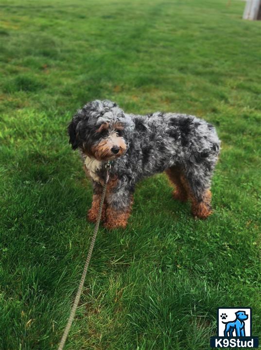 a bernedoodle dog running in a grassy area