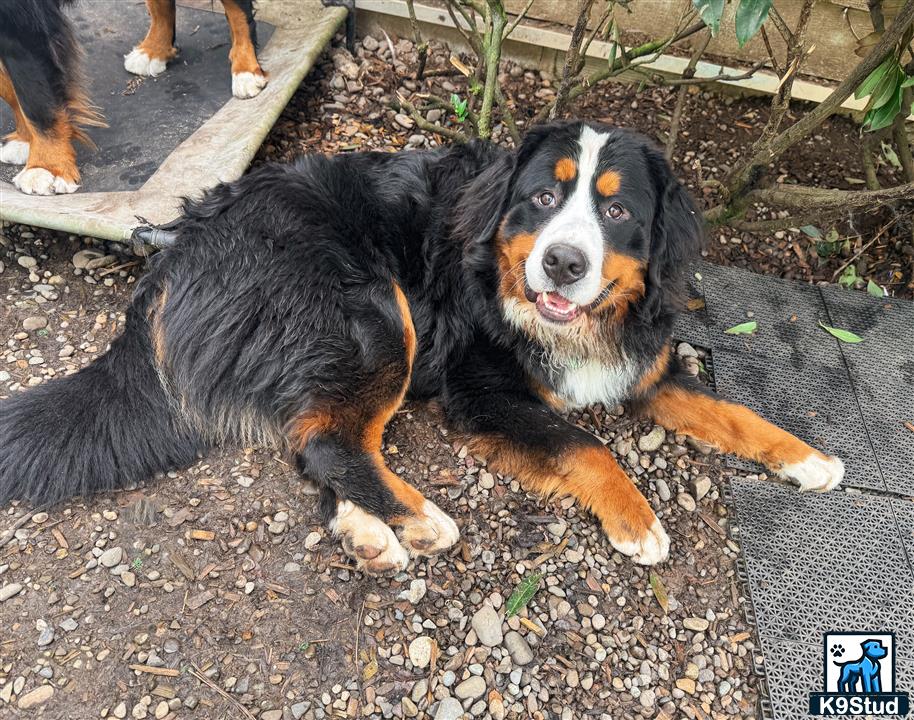 a bernese mountain dog dog lying on the ground