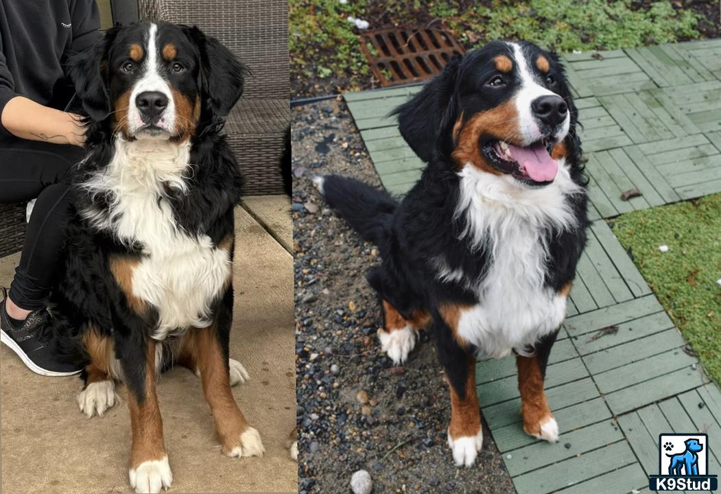 a bernese mountain dog dog sitting on a sidewalk