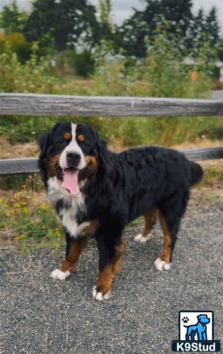 a bernese mountain dog dog standing on a road