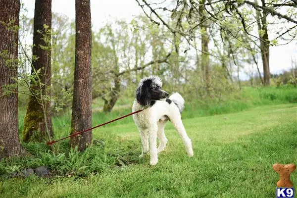 Poodle stud dog