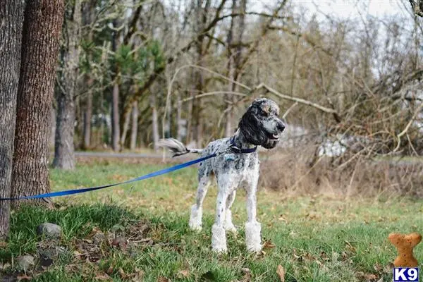 Poodle stud dog