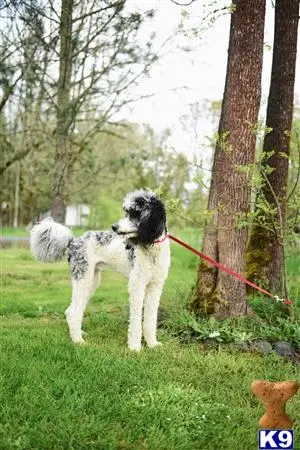 Poodle stud dog