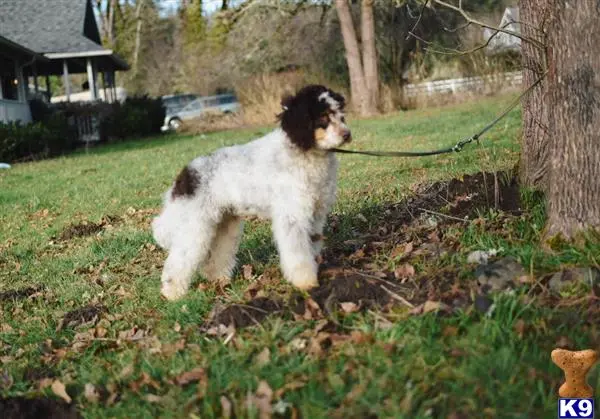 Poodle stud dog