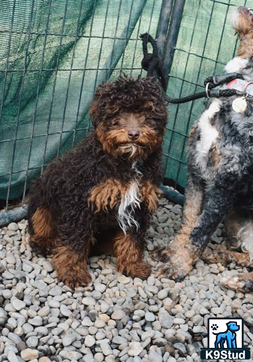 a poodle dog on a leash