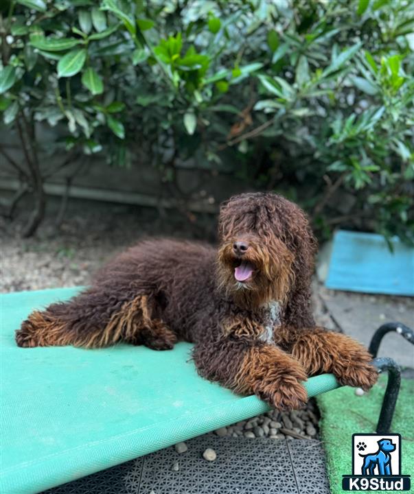 a sloth lying on a green mat outside