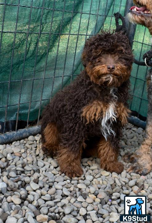 a poodle dog sitting on rocks