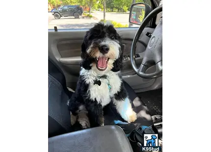 a bernedoodle dog sitting in a car