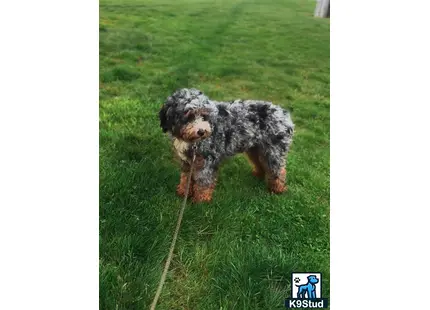 a bernedoodle dog running in a grassy area