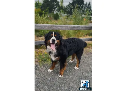 a bernese mountain dog dog standing on a road