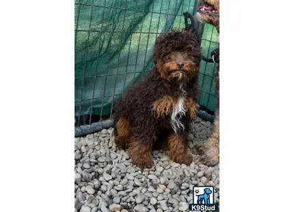 a poodle dog sitting on rocks