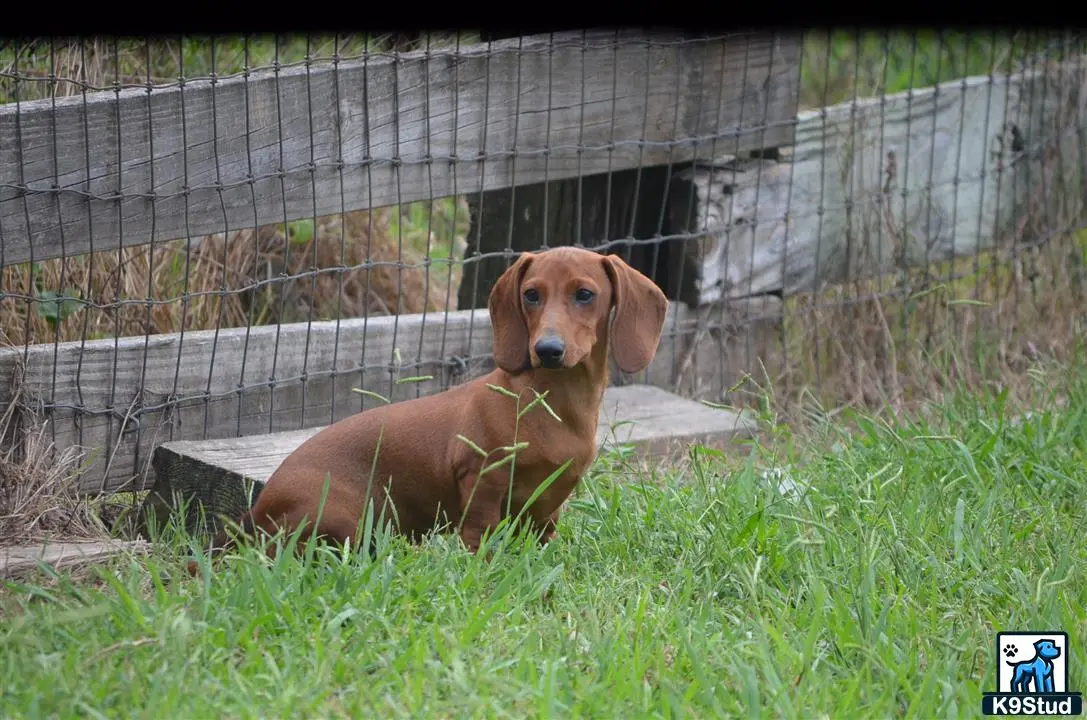 Dachshund puppy for sale: a dachshund dog lying in the grass