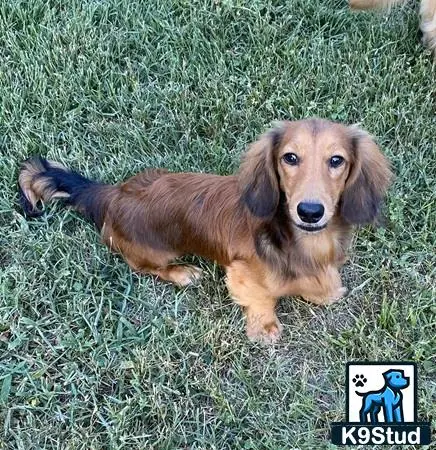 Dachshund puppy for sale: a dachshund dog lying in the grass