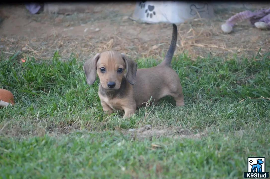 Dachshund puppy for sale: a dachshund puppy sitting in the grass