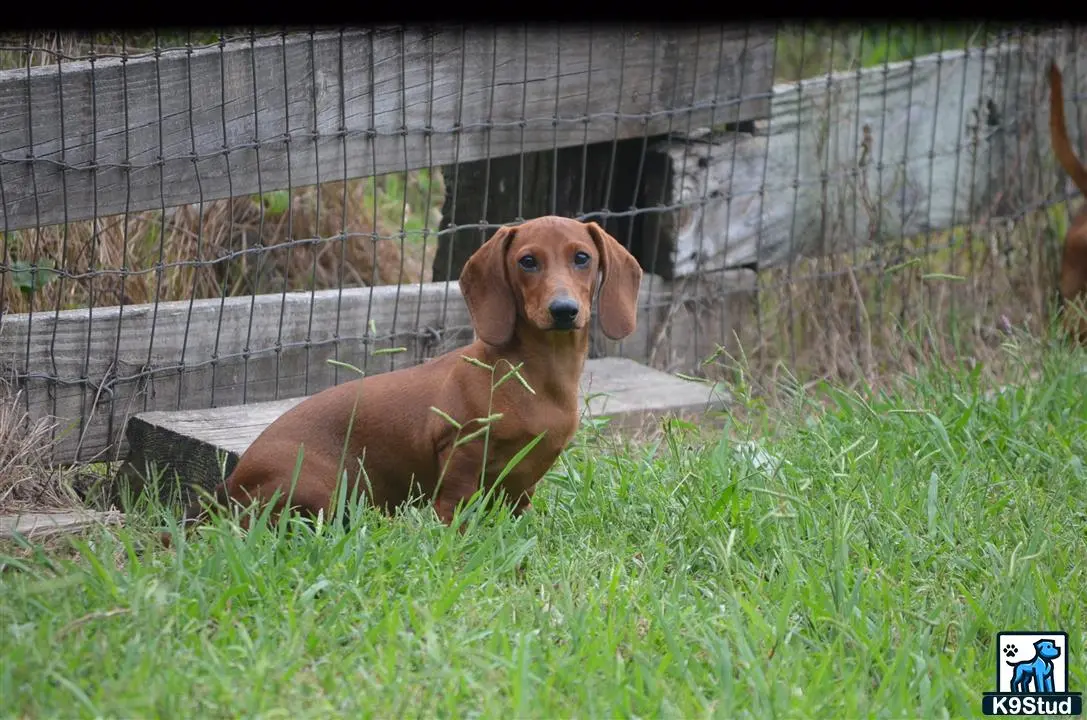 Dachshund puppy for sale: a dachshund dog lying in the grass