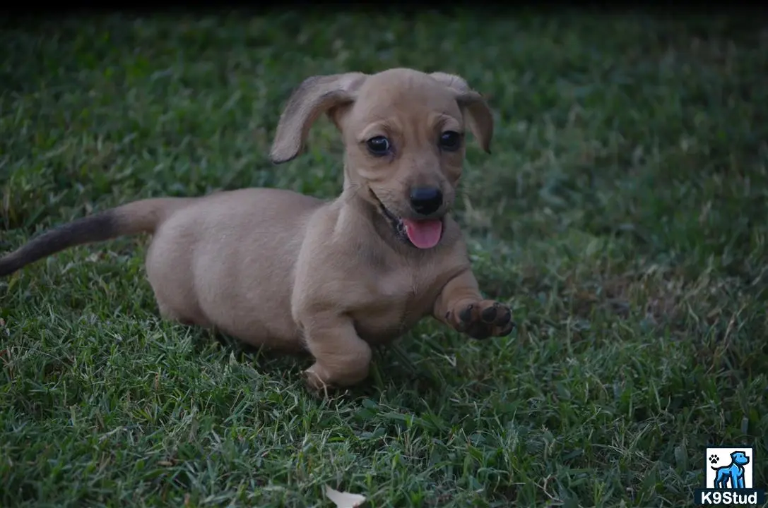 Dachshund puppy for sale: a dachshund puppy lying in the grass