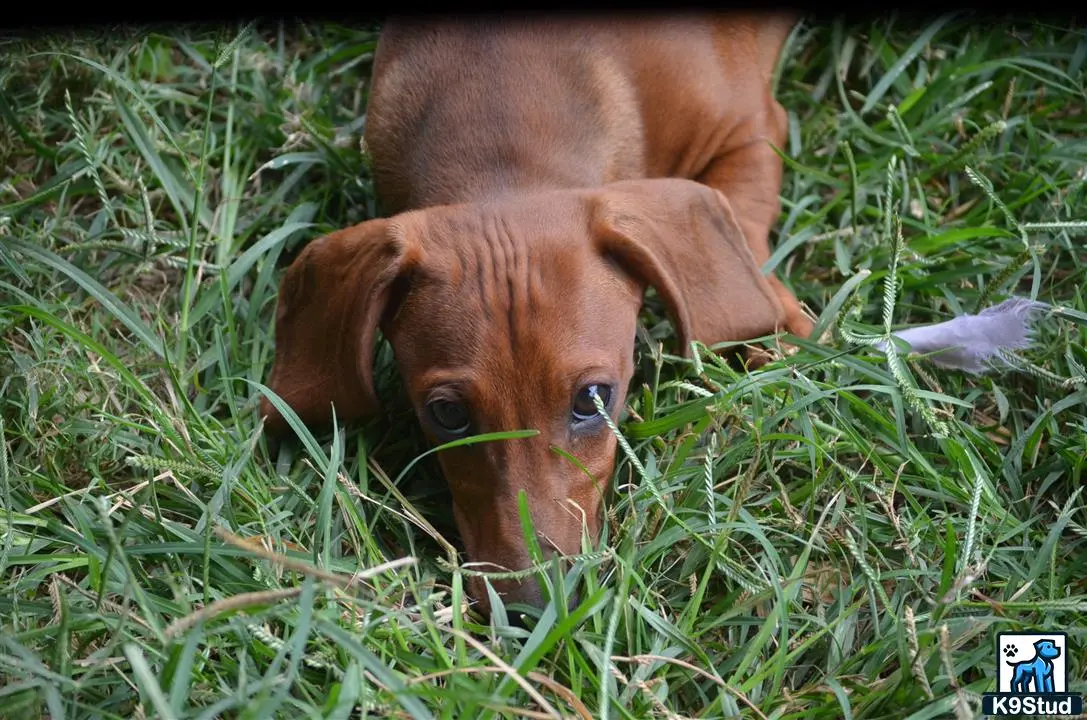 Dachshund puppy for sale: a dachshund dog lying in the grass