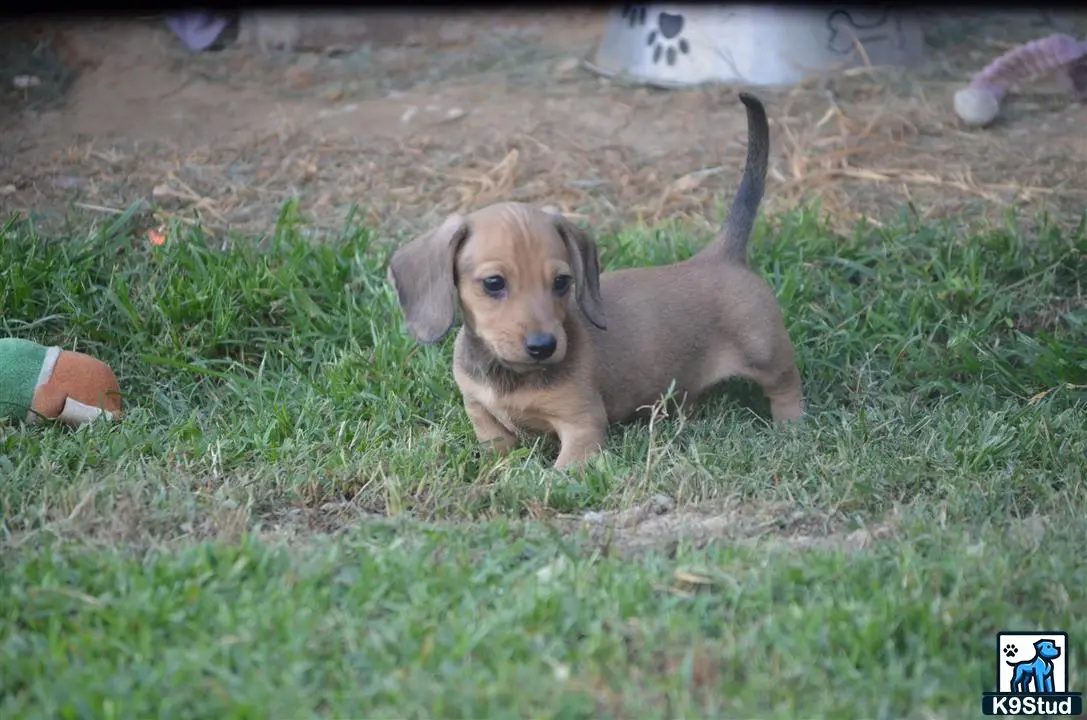 Dachshund puppy for sale: a dachshund puppy in the grass