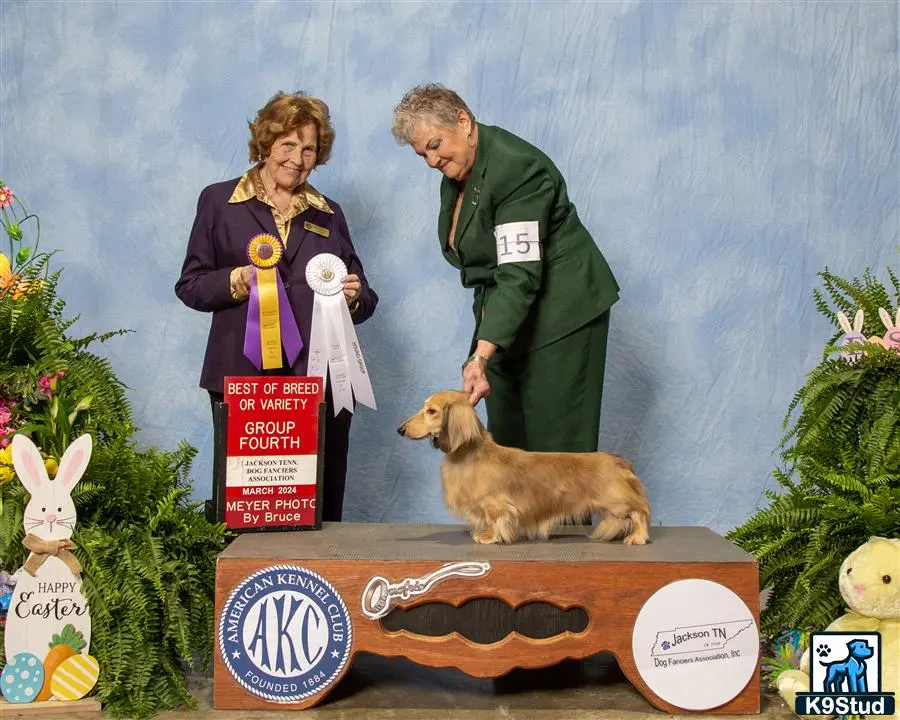 Dachshund stud dog: a man and woman with a dachshund dog