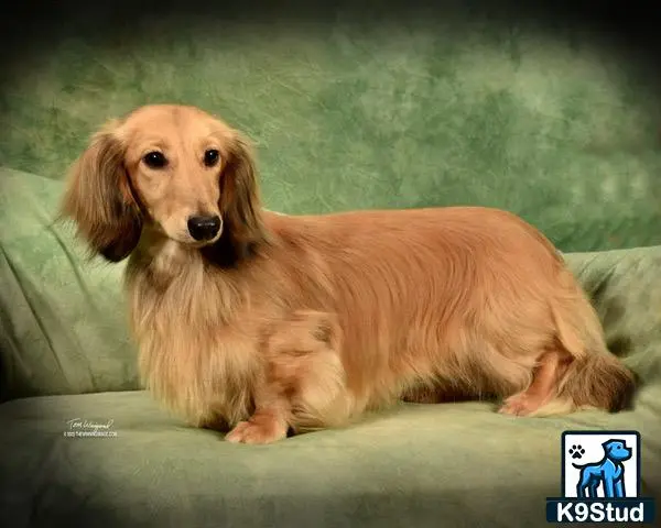 Dachshund stud dog: a dachshund dog sitting on a couch