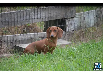 Dachshund puppy for sale: a dachshund dog lying in the grass