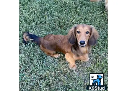 Dachshund puppy for sale: a dachshund dog lying in the grass
