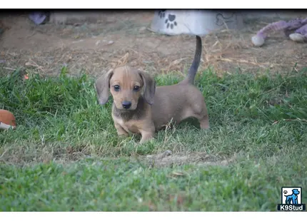 Dachshund puppy for sale: a dachshund puppy sitting in the grass