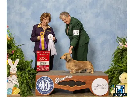 Dachshund stud dog: a man and woman with a dachshund dog