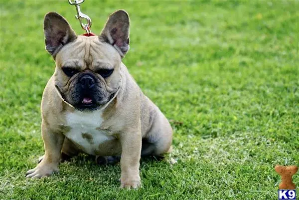 French Bulldog stud dog: a french bulldog dog on a leash